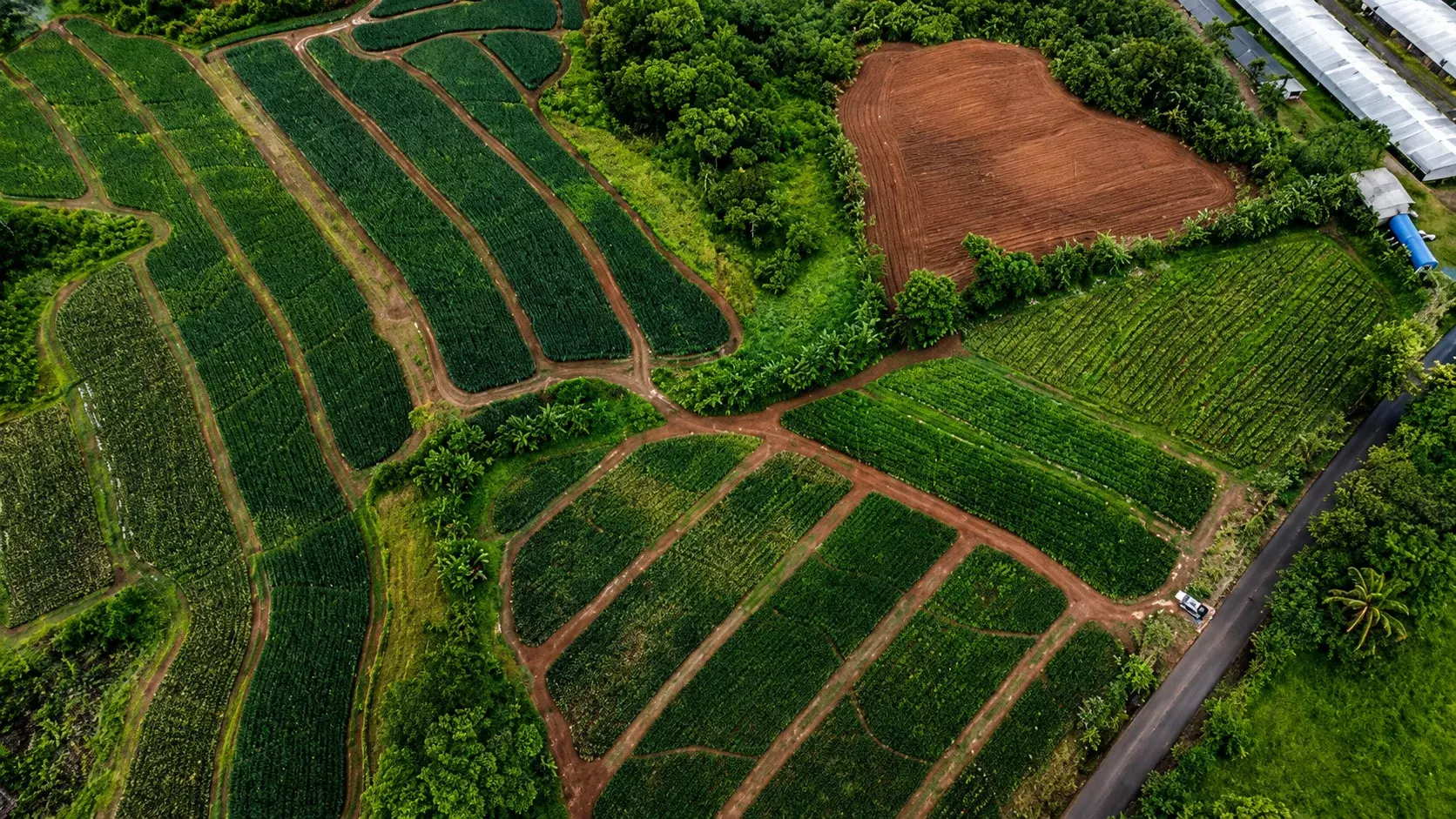 Aerial view of Dulce Tropical staggered planting blocks and packing facilities in Panama