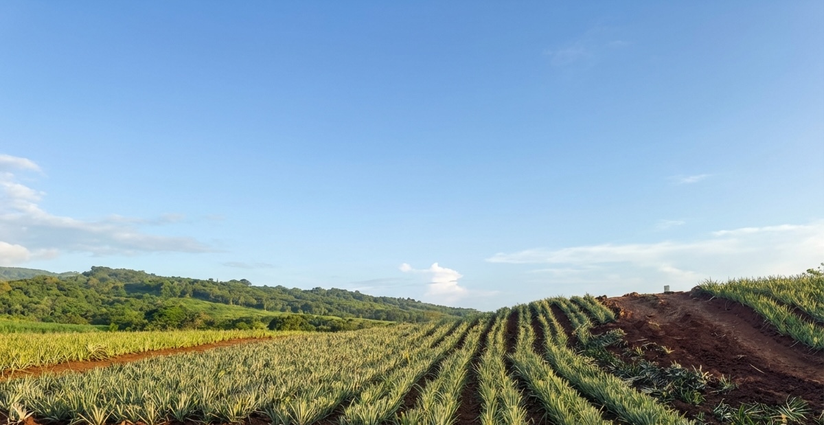 Panama MD-2 Pineapple Harvest Cycles