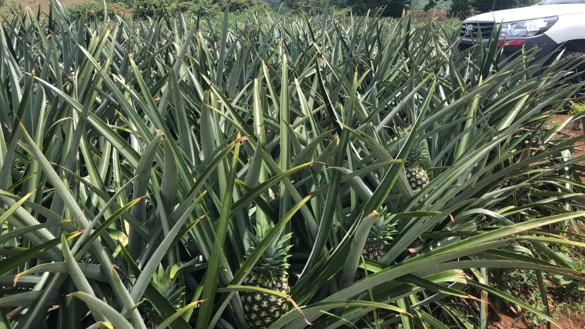 Morning rows of MD-2 pineapple on Dulce Tropical farms in Panama