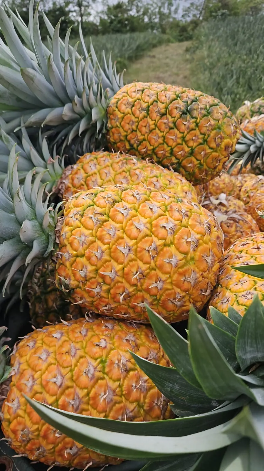 Freshly harvested MD-2 pineapples collected in the field transport bin